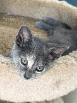 Kamino -  Domestic Short Hair Cat for Adoption in Raleigh, North Carolina - Kamino | PetCurious