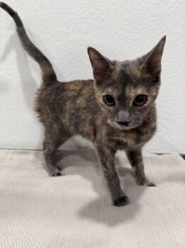 Domestic Short Hair Cats Available for Adoption - Gigi | PetCurious