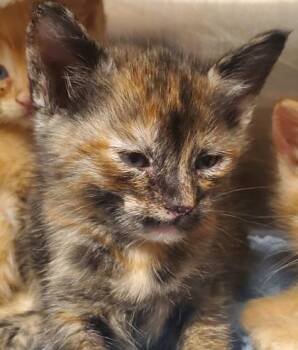 Beauty -  Domestic Short Hair Cat for Adoption in Kansas City, Missouri - Beauty | PetCurious