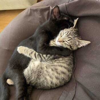 Rescue Domestic Short Hair Cats for Adoption in Springfield, Oregon - Willie And Merle - Bonded Pair | PetCurious