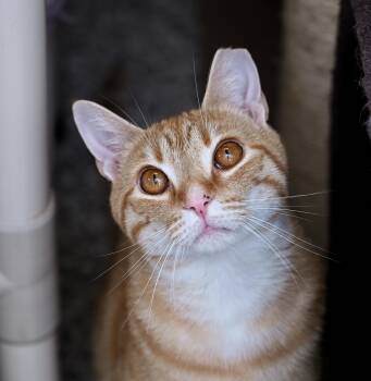 Rusty (3-Legs) -  Tabby and Domestic Short Hair Cat for Adoption in Chattanooga, Tennessee - Rusty (3-Legs) | PetCurious