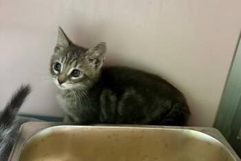 Hendrick -  Domestic Short Hair Cat for Adoption in Providence Forge, Virginia - Hendrick | PetCurious