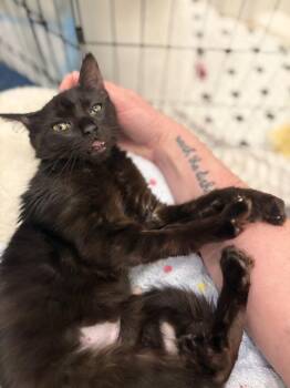 Domestic Medium Hair Cats Available for Adoption in New York, New York - Princess Midnight | PetCurious