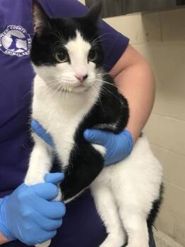 LAZO -  Domestic Short Hair Cat for Adoption in Conroe, Texas - LAZO | PetCurious