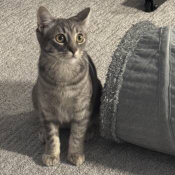 Shadow -  Domestic Short Hair Cat for Adoption in St. Catharines, Ontario - Shadow | PetCurious