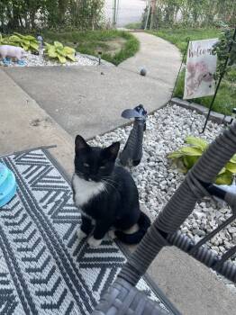 Rescue Domestic Short Hair Cats for Adoption in Georgetown, Kentucky - Slinky | PetCurious