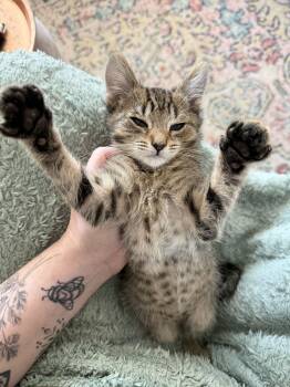 Domestic Short Hair Cats Available for Adoption - Dre Mayfaire | PetCurious