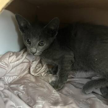 Applepie Crust -  Domestic Short Hair Cat for Adoption in St. Louis, Missouri - Applepie Crust | PetCurious