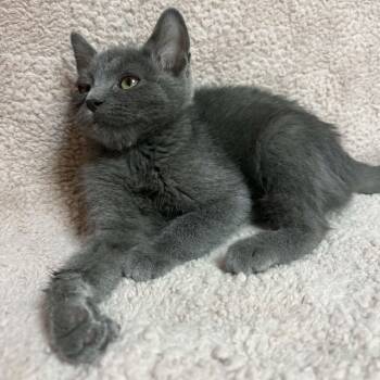 Miss Priss -  Domestic Short Hair Cat for Adoption in Waterloo, Iowa - Miss Priss | PetCurious