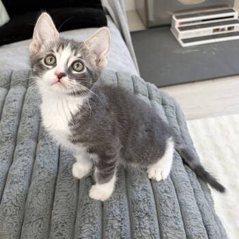 Logan -  Domestic Short Hair Cat for Adoption in San Tan Valley, Arizona - Logan | PetCurious
