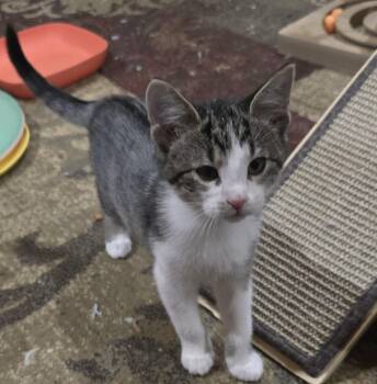 Rescue Domestic Short Hair Cats for Adoption in River Falls, Wisconsin - Duchess | PetCurious