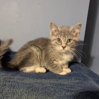 Rescue Domestic Short Hair Cats for Adoption in Portage, Michigan - Pixie & Blaine | PetCurious