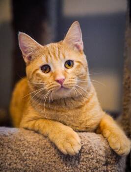 Rescue Domestic Short Hair Cats for Adoption - Jake | PetCurious