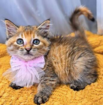 Fantasia -  Domestic Medium Hair and Tabby Cat for Adoption in Foley, Alabama - Fantasia | PetCurious