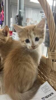 Ringo -  Domestic Short Hair Cat for Adoption in Conway, Arkansas - Ringo | PetCurious