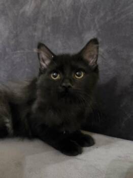 Fuzzy -  Domestic Medium Hair Cat for Adoption in Frankfort, Michigan - Fuzzy | PetCurious