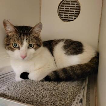 Enya -  Domestic Short Hair Cat for Adoption in Columbia, Missouri - Enya | PetCurious