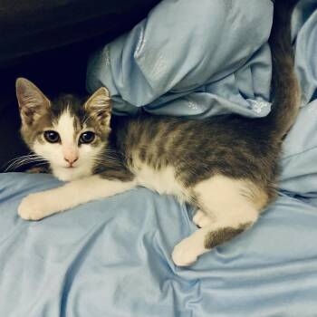 Sofia the First -  Domestic Short Hair Cat for Adoption in Bloomington, Illinois - Sofia The First | PetCurious
