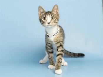 PEAR -  Domestic Short Hair Cat for Adoption in Phoenix, Arizona - PEAR | PetCurious