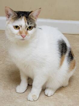 Rescue Domestic Short Hair Cats for Adoption in Douglasville, Georgia - Gretal | PetCurious