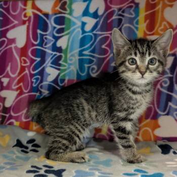 Domestic Short Hair Cats Available for Adoption - Mae | PetCurious