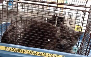 Domestic Short Hair Cats Available for Adoption in San Francisco, California - SHADOW | PetCurious