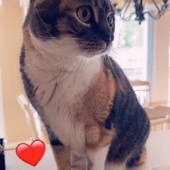 Rescue Domestic Short Hair Cats for Adoption in South Riding, Virginia - Pumpkin | PetCurious