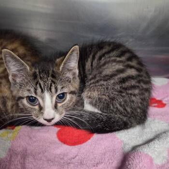 Pandy Paws -  Domestic Short Hair Cat for Adoption in Parkersburg, West Virginia - Pandy Paws | PetCurious