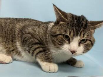 Barry -  Domestic Short Hair Cat for Adoption in Woodbury, Minnesota - Barry | PetCurious