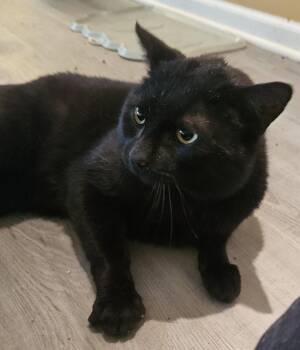 Late Night Snack -  Domestic Short Hair Cat for Adoption in Trenton, New Jersey - Late Night Snack | PetCurious