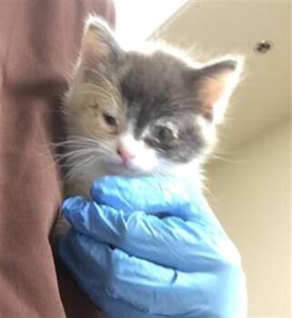 DELILAH -  Domestic Short Hair Cat for Adoption in Riverside, California - DELILAH | PetCurious