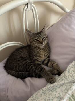 Harry -  Domestic Short Hair Cat for Adoption in Center Square, Pennsylvania - Harry | PetCurious