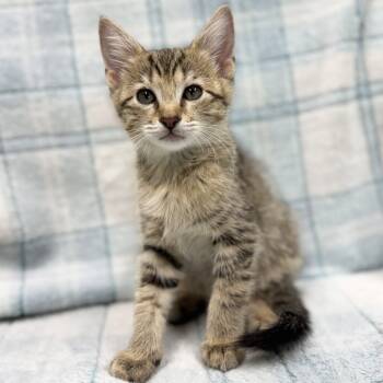 Rescue Domestic Short Hair Cats for Adoption in Mt. Juliet, Tennessee - London | PetCurious