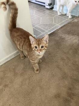 Rusty -  Domestic Short Hair Cat for Adoption in Wheaton, Illinois - Rusty | PetCurious