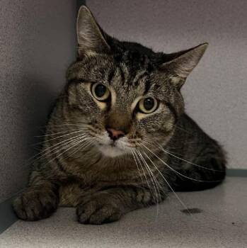 Milton -  Domestic Short Hair Cat for Adoption in Cedar Rapids, Iowa - Milton | PetCurious