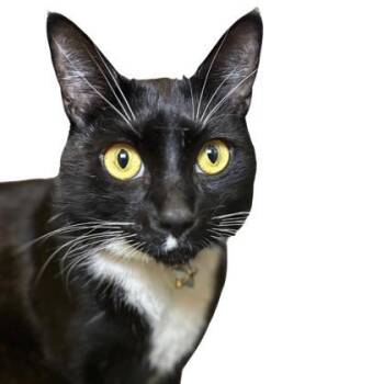 Rescue Domestic Short Hair Cats for Adoption - Rango | PetCurious