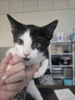 CAPELLA -  Domestic Short Hair Cat for Adoption in Las Vegas, Nevada - CAPELLA | PetCurious