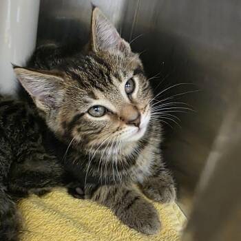 Ireland -  Domestic Short Hair Cat for Adoption in Fort Wayne, Indiana - Ireland | PetCurious