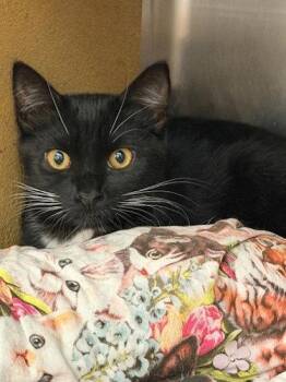 Raven - PSP -  Domestic Short Hair Cat for Adoption in Oakland Park, Florida - Raven - PSP | PetCurious