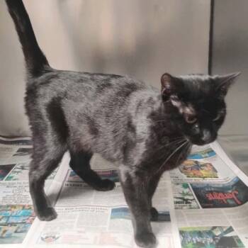 Mara -  Domestic Short Hair Cat for Adoption in Washington, District Of Columbia - Mara | PetCurious