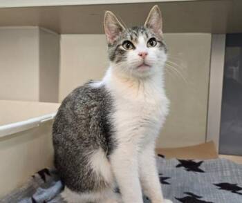 Mittens -  Domestic Short Hair Cat for Adoption in Bellevue, Washington - Mittens | PetCurious
