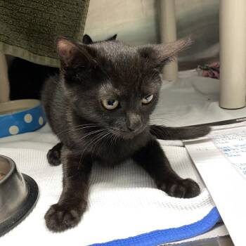 Raven -  Domestic Short Hair Cat for Adoption in Philadelphia, Pennsylvania - Raven | PetCurious