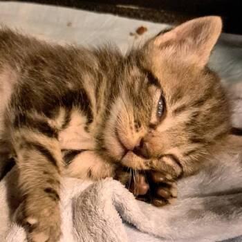 Domestic Short Hair Cats Available for Adoption in Green Forest, Arkansas - Remi | PetCurious