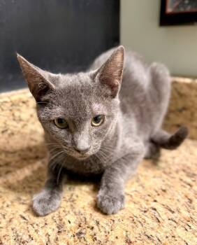 Rescue Domestic Short Hair Cats for Adoption in Augusta, Georgia - Slayer | PetCurious