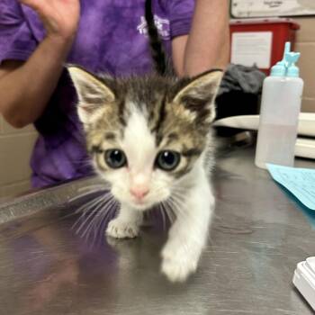 Ravioli -  Domestic Short Hair Cat for Adoption in Newport, North Carolina - Ravioli | PetCurious