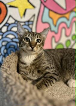 Roxie -  Tabby Cat for Adoption in Gulfport, Mississippi - Roxie | PetCurious