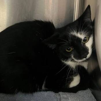 Oingo -  Domestic Short Hair Cat for Adoption in Redwood City, California - Oingo | PetCurious