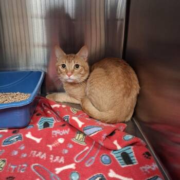 Cowboy -  Domestic Short Hair Cat for Adoption in Gautier, Mississippi - Cowboy | PetCurious