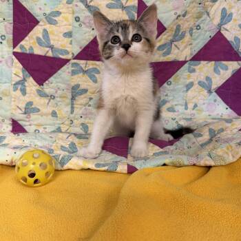 Rainbow Dash -  Domestic Short Hair Cat Available for Adoption - Rainbow Dash | PetCurious