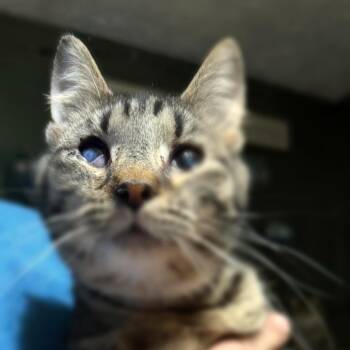 Domestic Short Hair Cats Available for Adoption - Billy | PetCurious